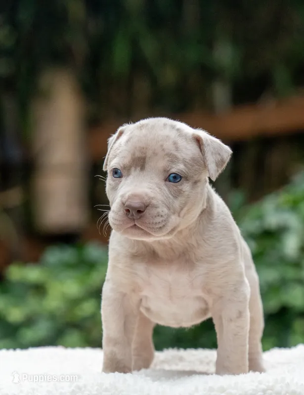Poppy – American Bully puppy for sale in Bremerton, WA