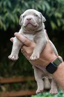 Rose, a female American Bully for sale in Bremerton, WA – 3 of 10