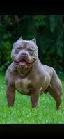 Rose, a female American Bully for sale in Bremerton, WA – 8 of 10