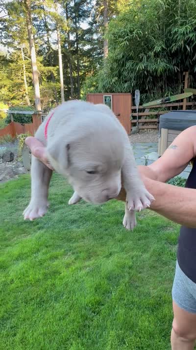 Red, a male American Bully for sale in Bremerton, WA – 4 of 4
