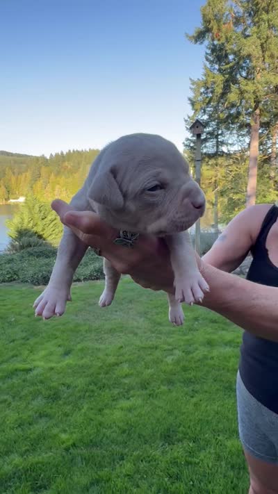 Pink, a female American Bully for sale in Bremerton, WA – 4 of 4