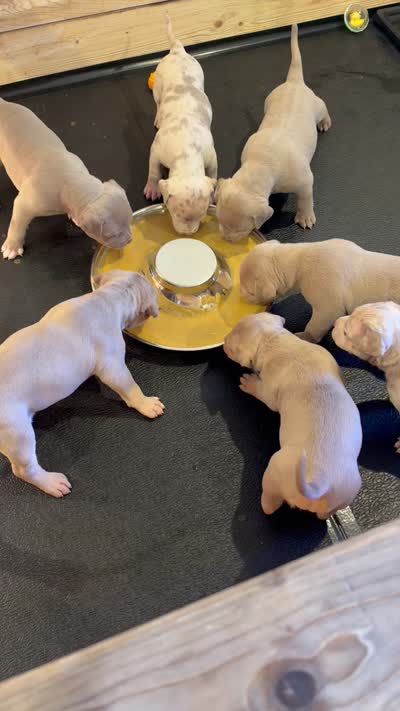 Dotty, a female American Bully for sale in Bremerton, WA – 9 of 9