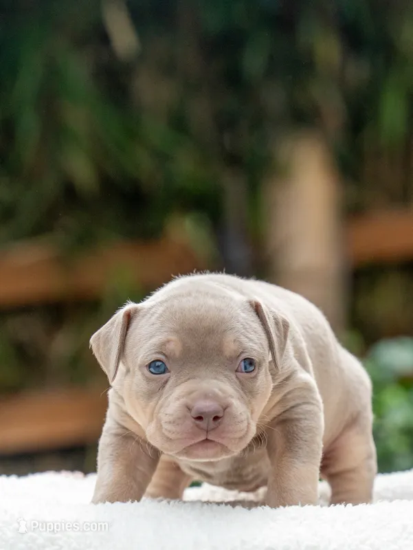 Dolly – American Bully puppy for sale in Bremerton, WA