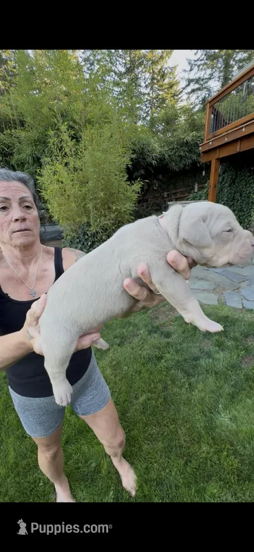 Pink – American Bully puppy for sale in Bremerton, WA