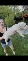 Pink, a female American Bully for sale in Bremerton, WA – 1 of 4