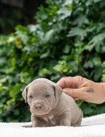 Dolly, a female American Bully for sale in Bremerton, WA – 2 of 10