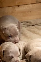 Dolly, a female American Bully for sale in Bremerton, WA – 4 of 10