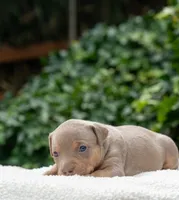 Iris, a female American Bully for sale in Bremerton, WA – 2 of 10