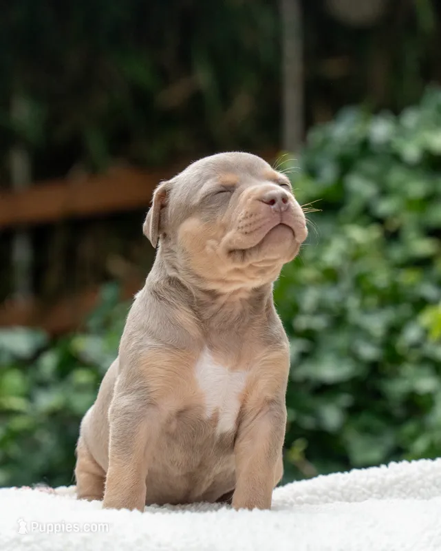 Iris – American Bully puppy for sale in Bremerton, WA