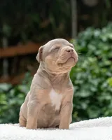 Iris, a female American Bully for sale in Bremerton, WA – 1 of 10