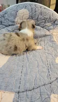 AKC Freckles, a male Chihuahua for sale in Zanesville, OH – 2 of 8