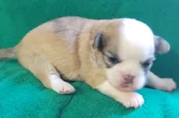 AKC Brinly, a male Chihuahua for sale in Zanesville, OH – 4 of 4