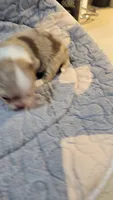 AKC Freckles, a male Chihuahua for sale in Zanesville, OH – 8 of 8