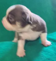 Peco, a male Chihuahua for sale in Zanesville, OH – 1 of 5