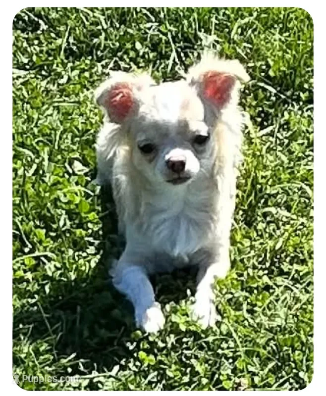 AKC Shotzee – Chihuahua puppy for sale in Zanesville, OH