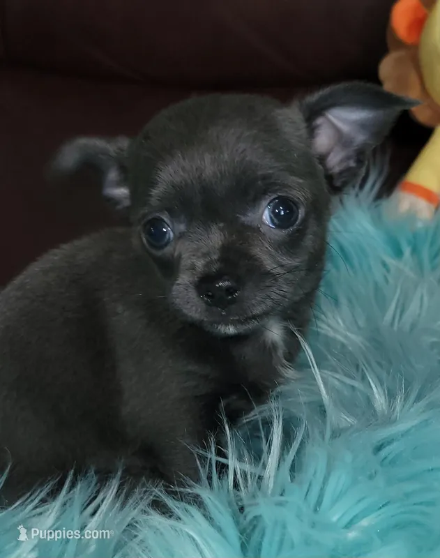 AKC Misty Blue – Chihuahua puppy for sale in Zanesville, OH