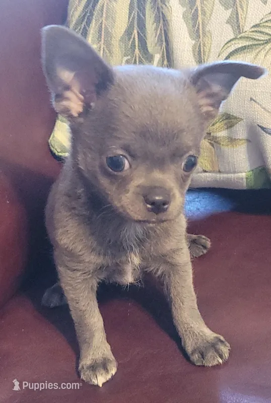 AKC Misty Blue – Chihuahua puppy for sale in Zanesville, OH