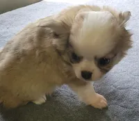 AKC Brinly, a male Chihuahua for sale in Zanesville, OH – 3 of 7