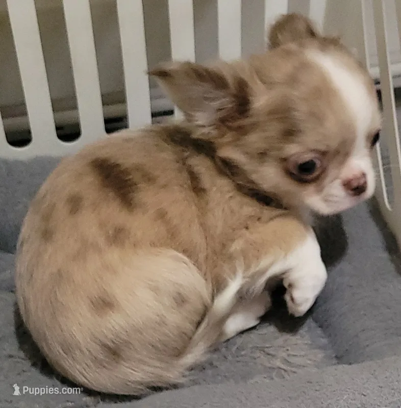AKC Freckles – Chihuahua puppy for sale in Zanesville, OH