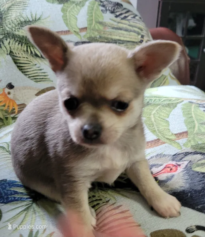 AKC Chicklet – Chihuahua puppy for sale in Zanesville, OH