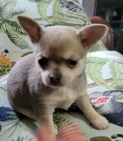 AKC Chicklet, a female Chihuahua for sale in Zanesville, OH – 1 of 4