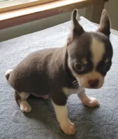 AKC Peco, a male Chihuahua for sale in Zanesville, OH – 4 of 8