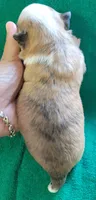 AKC Brinly, a male Chihuahua for sale in Zanesville, OH – 2 of 4