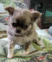 AKC   Tula, a female Chihuahua for sale in Zanesville, OH – 1 of 3