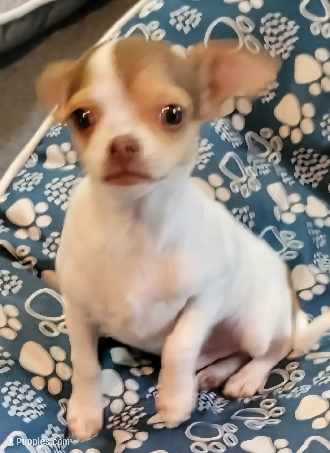 【中古】THE DOG ~ Chihuahua AKC Dex – Chihuahua Puppy for Sale in Zanesville, OH | Puppies.com