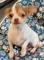 AKC Dex, a male Chihuahua for sale in Zanesville, OH – 1 of 3