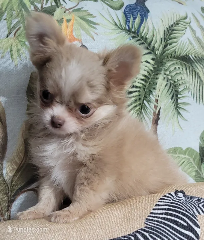 AKC Mia – Chihuahua puppy for sale in Zanesville, OH