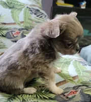AKC   Tula, a female Chihuahua for sale in Zanesville, OH – 2 of 3