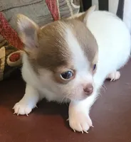 AKC Micky, a male Chihuahua for sale in Zanesville, OH – Photo 1 of 4