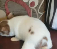 AKC Micky, a male Chihuahua for sale in Zanesville, OH – Photo 2 of 4