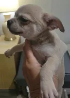 AKC SERGIO, a male Chihuahua for sale in Zanesville, OH – 2 of 2