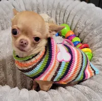 AKC Chewy, a male Chihuahua for sale in Zanesville, OH – 4 of 4