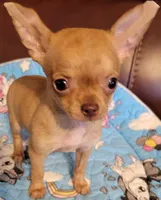 AKC Titiana, a female Chihuahua for sale in Zanesville, OH – Photo 3 of 5