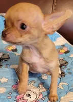AKC Titiana, a female Chihuahua for sale in Zanesville, OH – Photo 4 of 5