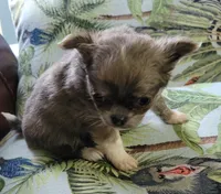 AKC   Tula, a female Chihuahua for sale in Zanesville, OH – 3 of 3