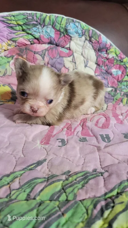 AKC Freckles – Chihuahua puppy for sale in Zanesville, OH
