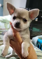 AKC Chicklet, a female Chihuahua for sale in Zanesville, OH – 3 of 4