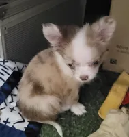 AKC Babi, a female Chihuahua for sale in Zanesville, OH – 2 of 2