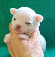 Blanco, a male Chihuahua for sale in Zanesville, OH – 3 of 3