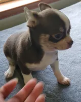 AKC Peco, a male Chihuahua for sale in Zanesville, OH – 5 of 8