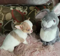 Peanut, a female Chihuahua for sale in Zanesville, OH – Photo 1 of 3