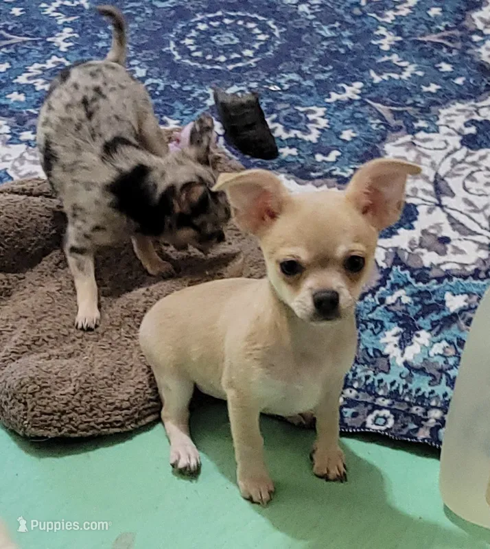 AKC SERGIO – Chihuahua puppy for sale in Zanesville, OH