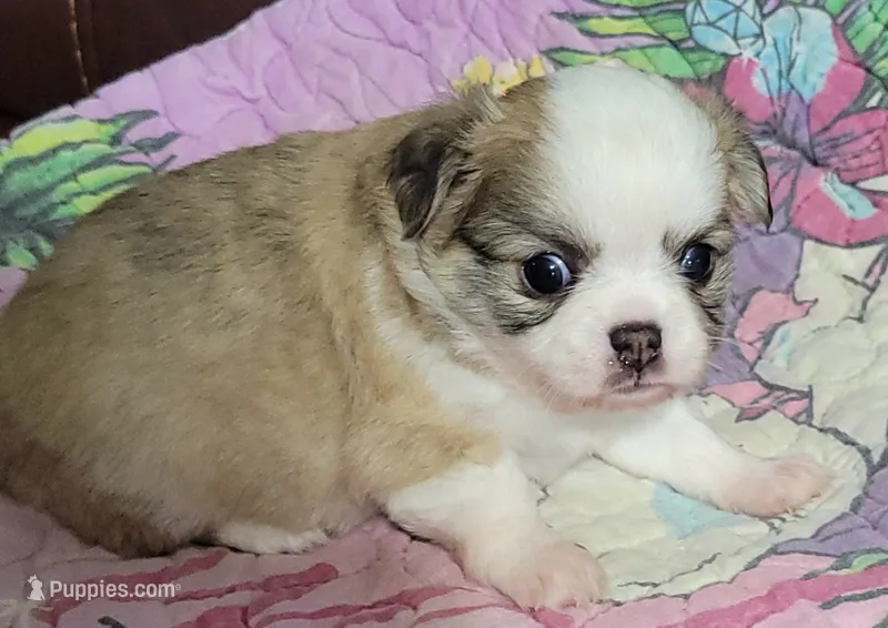 AKC Brinly – Chihuahua puppy for sale in Zanesville, OH
