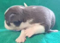 Peco, a male Chihuahua for sale in Zanesville, OH – 3 of 5
