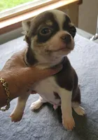 AKC Peco, a male Chihuahua for sale in Zanesville, OH – 2 of 8