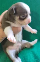 Peco, a male Chihuahua for sale in Zanesville, OH – 5 of 5
